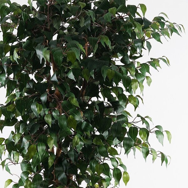 Декоративно растение Banyan Green 95x95x180 cm