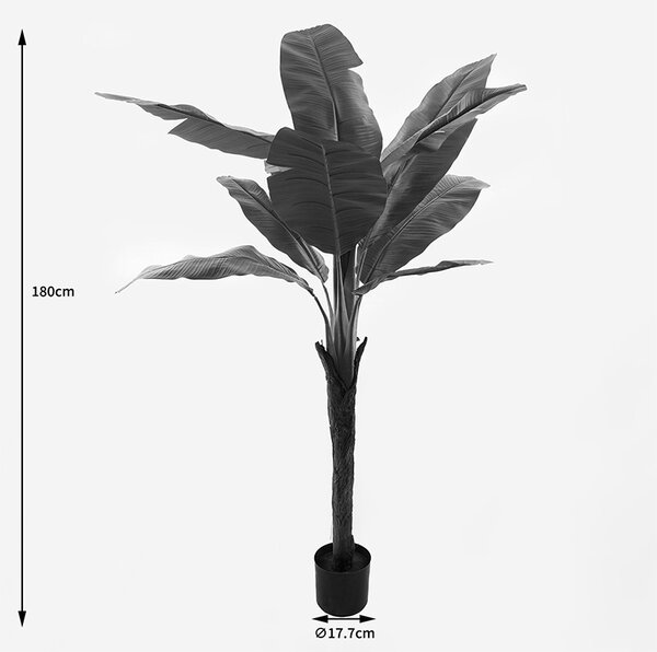 Декоративно растение в саксия Musa Black 105x105105x180 cm