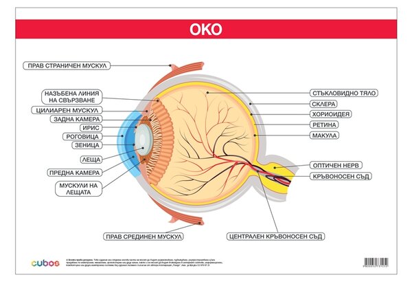 Cubos Ученическо табло ''Око'', 100 x 70 cm