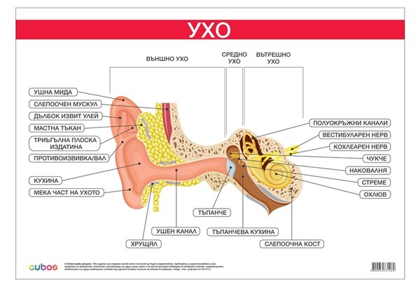 Cubos Ученическо табло ''Ухо'', 100 x 70 cm