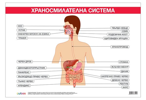 Cubos Ученическо табло ''Храносмилателна система'', 100 x 70 cm