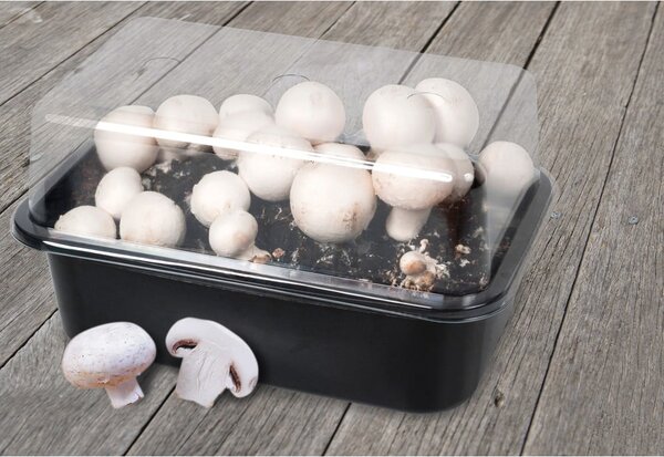 Разсадник за растения Field Mushroom – Esschert Design