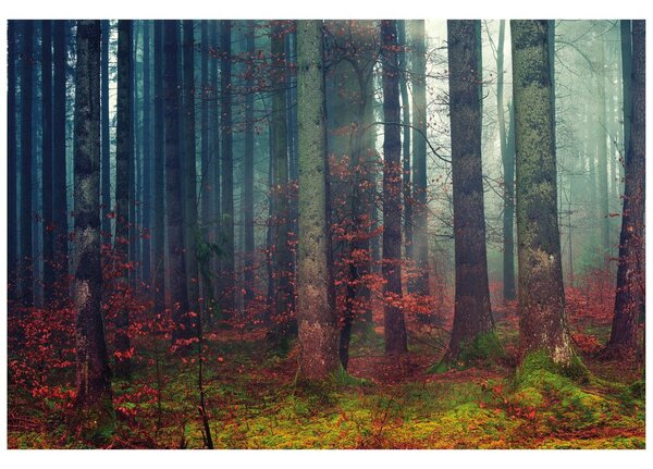 Фототапет – Тайна на гората