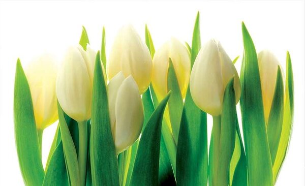 White Tulips - C0417